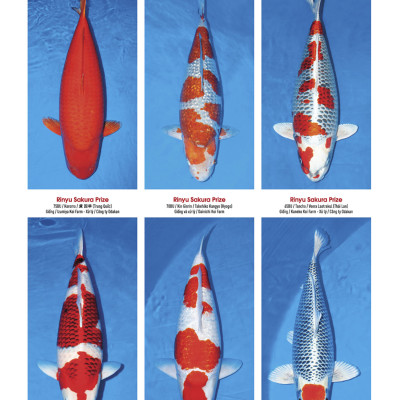 Cá Koi Vietnam - Tập 4