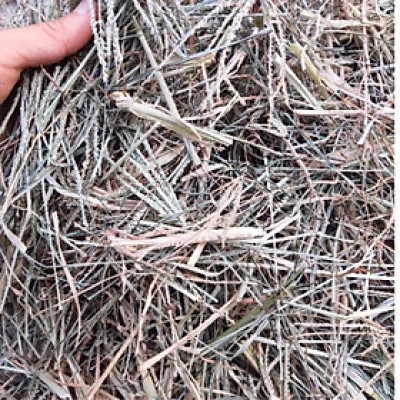 Cỏ mần trầu khô gói túi 1kg