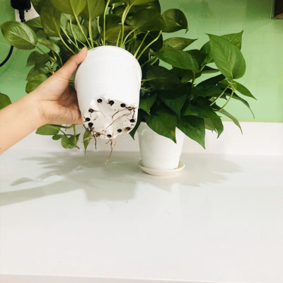 Bộ Trồng Cây Tự Dưỡng Để Bàn Ngày Tết Minigarden Basic S giúp cây văn phòng tự tưới nước và Tự sống tốt mà không cần chăm sóc cây