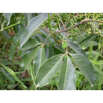 cây ba chạc khô (thân + lá)