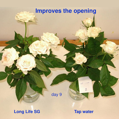 Bột Dưỡng Hoa Hồng Lâu Tàn (Set 10 hộp 1 hộp 10 gói tiết kiệm) giúp hoa luôn tươi mới, cánh hoa hồng cứng cáp gấp 2 lần và trong 14 ngày không thối nước hay cắt tỉa gốc hoa (hiệu Longlife nhập khẩu Israel)