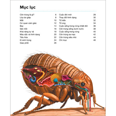 Côn Trùng - Hành Trình Khám Phá