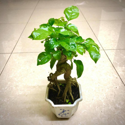 Cây hạnh phúc bonsai cao 25-30cm