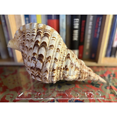 Vỏ ốc Hoàng Hậu 