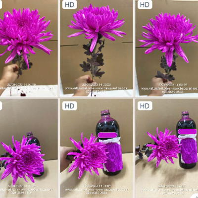 Bột nhuộm hoa tươi màu Hồng Sen nhập khẩu Hiệu Premium Color (1 hủ 10L đến 12L nước màu nhuộm hoa) an toàn và chuyên nghiệp tại shop hoa tươi