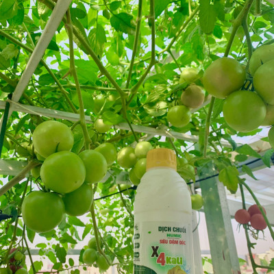 Combo Phân Đậu Nành Soymic V - Dịch Chuối Cho Rau Sạch