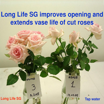 Bột Dưỡng Hoa Hồng Lâu Tàn (Set 10 hộp 1 hộp 10 gói tiết kiệm) giúp hoa luôn tươi mới, cánh hoa hồng cứng cáp gấp 2 lần và trong 14 ngày không thối nước hay cắt tỉa gốc hoa (hiệu Longlife nhập khẩu Israel)