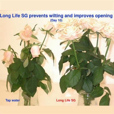 Bột Dưỡng Hoa Hồng Lâu Tàn (Set 10 hộp 1 hộp 10 gói tiết kiệm) giúp hoa luôn tươi mới, cánh hoa hồng cứng cáp gấp 2 lần và trong 14 ngày không thối nước hay cắt tỉa gốc hoa (hiệu Longlife nhập khẩu Israel)