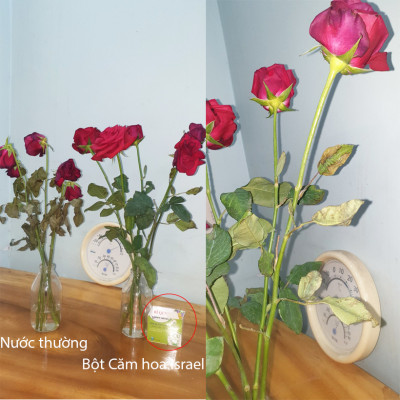 NƯỚC CẮM HOA HỒNG LÂU TÀN (1 LÍT TOG) nhập khẩu ISAREL dành cho Nhà Vườn Trồng Hoa Grower bảo quản hoa