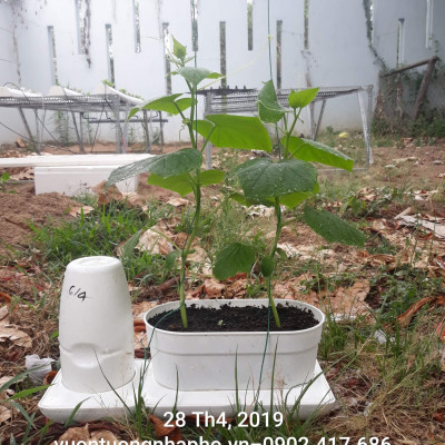 2 SET Trồng Rau Tự Dưỡng cao cấp Nhập Khẩu Bồ Đào Nha Basic dành cho người bận rộn không có thời gian tưới rau hàng ngày 