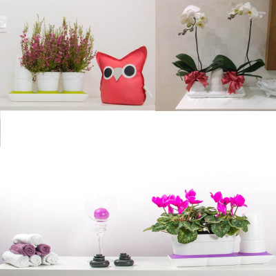 Chậu Để Bàn Tự Tưới và Tự bón phân Basic S , nhập khẩu Minigarden dành cho người yêu cây xanh nhưng không có thời gian chăm sóc cây (Giải pháp trồng cây TỰ DƯỠNG bền vững) (1 bộ gồm 2 chậu S, 1 khay hứng nước, 1 bình chứa nước và phân)