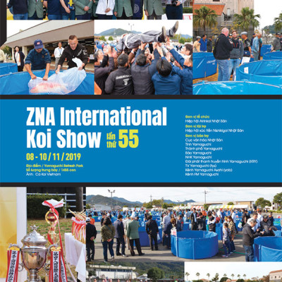 Cá Koi Vietnam - Tập 6