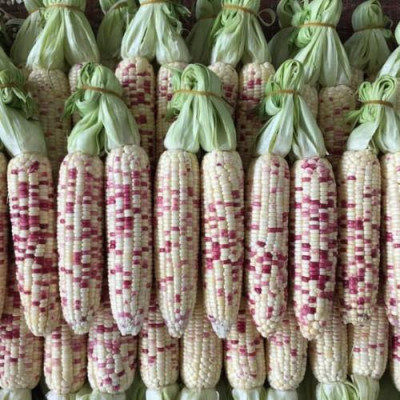 Hạt giống bắp nếp thái hồng nova KNS34 - Gói 1kg