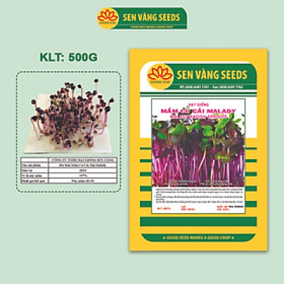 Hạt Giống Rau Mầm Malady - Nhập khẩu Ý, nảy mầm >95%, siêu dinh dưỡng, chuẩn màu tím đậm, dễ trồng - HẠT GIỐNG SEN VÀNG