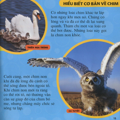 Cuốn Sách Lớn Đầu Tiên Của Tớ - Chim - Bìa Cứng (Tái Bản 2024)