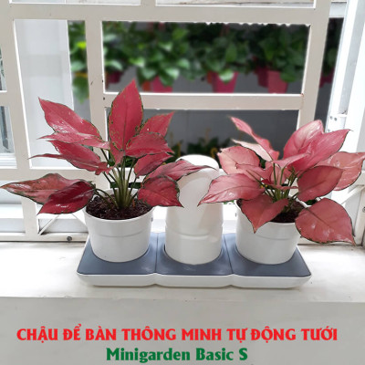 Chậu Để Bàn Tự Tưới và Tự bón phân Basic S , nhập khẩu Minigarden dành cho người yêu cây xanh nhưng không có thời gian chăm sóc cây (Giải pháp trồng cây TỰ DƯỠNG bền vững) (1 bộ gồm 2 chậu S, 1 khay hứng nước, 1 bình chứa nước và phân)