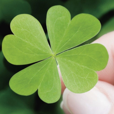 Dây Chuyền Vòng Cổ Bạc 925 Cao Cấp Cỏ 4 Lá Xanh Dương Mix Đá CZ Chống Xước Sang Trọng Sáng Đẹp BẠC HIỂU  MINH DMD454