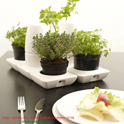 Chậu Để Bàn Tự Tưới và Tự bón phân Basic S , nhập khẩu Minigarden dành cho người yêu cây xanh nhưng không có thời gian chăm sóc cây (Giải pháp trồng cây TỰ DƯỠNG bền vững) (1 bộ gồm 2 chậu S, 1 khay hứng nước, 1 bình chứa nước và phân)