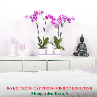 Bộ Trồng Cây Tự Dưỡng Để Bàn Ngày Tết Minigarden Basic S giúp cây văn phòng tự tưới nước và Tự sống tốt mà không cần chăm sóc cây