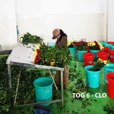 Dung dịch Bảo Quản Hoa Lâu tàn TOG Galileo Theo công nghệ của Israel (Can 5 Lít đậm đặt ) giúp xử lý hoa tươi lâu tại Nhà Vườn Trồng Hoa và Vựa Hoa