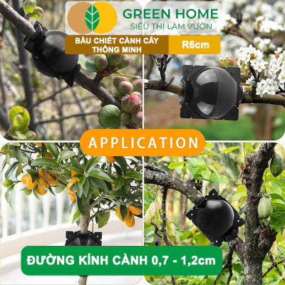 Bầu Chiết Cành GreenHome, R6cm(1 Thùng 100 CÁI), Tăng Khả Năng Ra Rễ, Phù Hợp Với Mai Vàng, Ổi, Mận