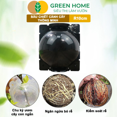 Bầu Chiết Cành GreenHome, R10cm(1 Thùng 80 CÁI), Tăng Khả Năng Ra Rễ,Phù Hợp Với Xoài, Mít,Sầu Riêng