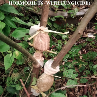 Bột Kích Ra Rễ Israel cho cây Thân Gỗ Hormoril T6 (T with Fungicide)