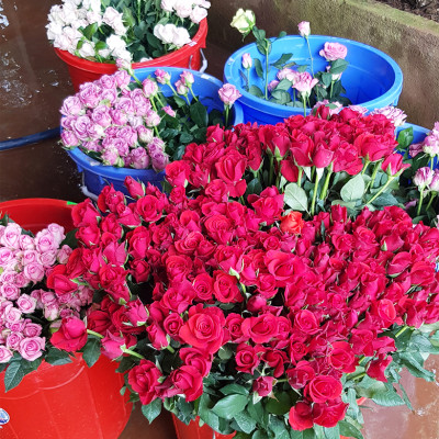 Dung dịch Bảo Quản Hoa Lâu tàn TOG Galileo Theo công nghệ của Israel (Can 5 Lít đậm đặt ) giúp xử lý hoa tươi lâu tại Nhà Vườn Trồng Hoa và Vựa Hoa