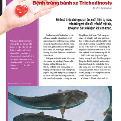 Cá Koi Vietnam - Tập 5