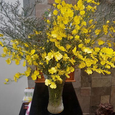 Dung Dịch Cắm Hoa Lan Vũ Nữ Lâu Tàn dạng bột của Israel (Combo 100 gói) giúp hoa lan nở đến nụ cuối cùng và hạn chế đen gốc hoa