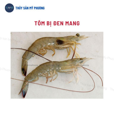 Men vi sinh hạt xử lý đáy thối nước dơ khí độc nước đục diệt rong Probac gây màu tảo khuê trà tôm thẻ cá lươn ếch ốcbaba