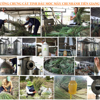 Tinh dầu Sả Chanh Organic Mộc Mây - tinh dầu nguyên chất từ thiên nhiên - chất lượng và mùi hương vượt trội