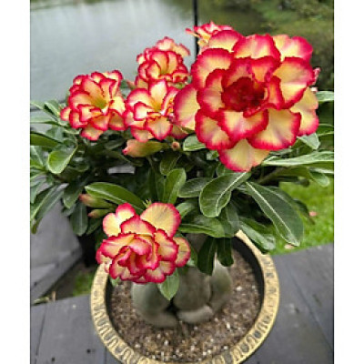 Hạt giống hoa sứ kép Thái Lan - Bịch 10 hạt – Mã số 1996