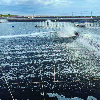 Hấp thụ khí độc ao tôm DEORICH