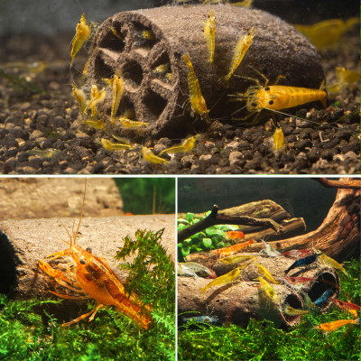 Hang thức ăn GlasGarten Crispy Caves ăn dặm bổ sung dài ngày cho cá tôm tép cảnh