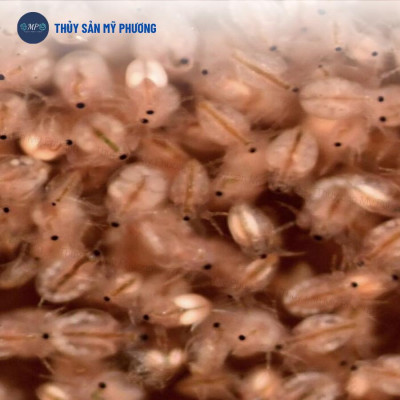 Bo bo trứng nước đông lạnh tạo phù du thức ăn tự nhiên hiệu quả không già Grow Fish cho tôm thẻ cá lươn ếch ốc ba ba