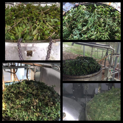 Tinh dầu Tràm gió Organic hữu cơ 100ml Mộc Mây - tinh dầu thiên nhiên nguyên chất 100% - dùng xông tắm ngừa cảm lạnh, ngừa côn trùng cắn đốt cho Bé, Trẻ sơ sinh và Trẻ nhỏ | An toàn cho làn da nhạy cảm của Bé