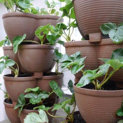 Chậu trồng cây cảnh 03 khoang Yamada 4L làm từ nhựa PP cao cấp cứng cáp, độ bền cao - nội địa Nhật Bản