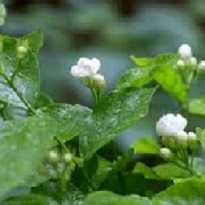 HOA NHÀI KHÔ NGUYÊN CHẤT MẸ KEN (50gr)