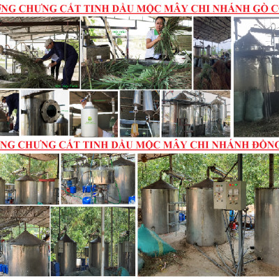 Tinh dầu Đinh hương 100ml nguyên chất từ thiên nhiên - Mộc Mây