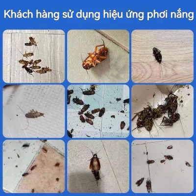 Thuốc diệt gián sinh học Housheng, diệt tận gốc tất cả các loại gián, hiệu quả, an toàn.