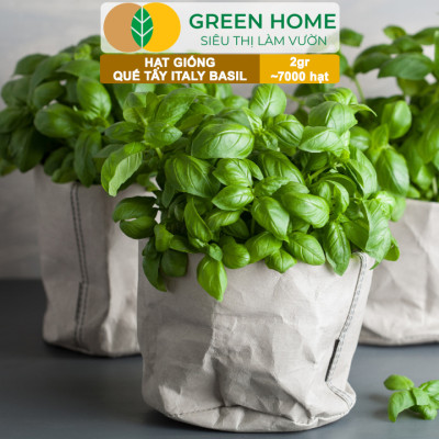 Hạt Giống Quế Tây Italy Basil GreenHome, Gói 2g~7000 hạt, Dễ Trồng Quanh Năm, Tỉ Lệ Nảy Mầm Cao G21