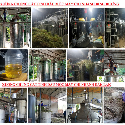 Tinh dầu Chanh tươi (Chanh Thái) 10ml Mộc Mây - tinh dầu thiên nhiên nguyên chất 100% - chất lượng và mùi hương vượt trội - Có kiểm định