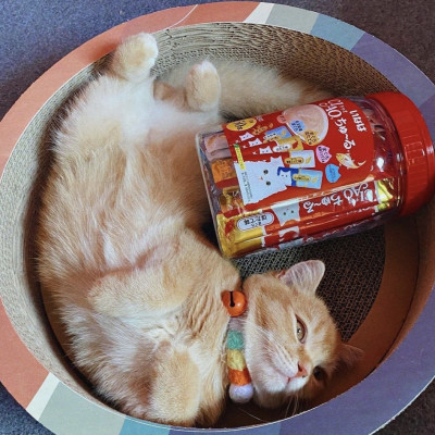 Súp thưởng CIAO Churu hũ 50 thanh cho mèo _ Nhập khẩu chính hãng INABA Thái Lan