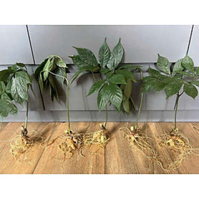 cây sâm ngọc linh núi Nam Trà My