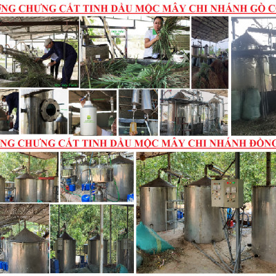 Tinh dầu hoa Hồng 50ml Mộc Mây - tinh dầu thiên nhiên nguyên chất 100% - chất lượng và mùi hương vượt trội