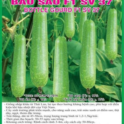 Hạt giống Bầu Sao F1 giống khỏe trái sai VTS155