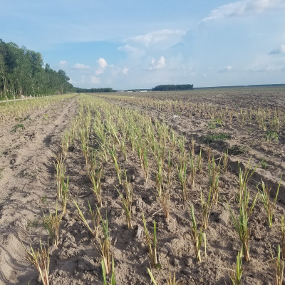 Tinh dầu Sả Chanh Organic 100ml Mộc Mây - tinh dầu nguyên chất từ thiên nhiên - Có kiểm định Bộ Y Tế, chất lượng và mùi hương vượt trội