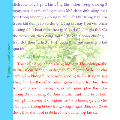 Bí Quyết Thành Công Kĩ Thuật Trồng Khoai Tây Hiệu Quả - KV