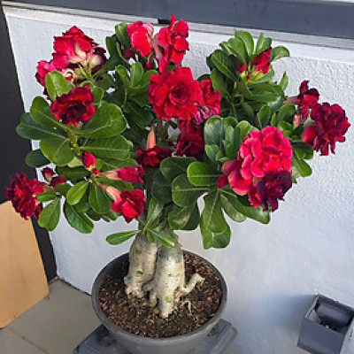 Hạt giống hoa sứ kép Thái Lan - Bịch 10 hạt – Mã số 1961